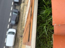 LIMPIEZA DE CANALONES 