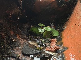 LIMPIEZA DE CANALONES 