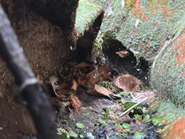 LIMPIEZA DE CANALONES 