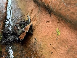 LIMPIEZA DE CANALONES 