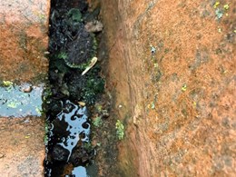 LIMPIEZA DE CANALONES 