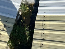 LIMPIEZA DE CANALONES 